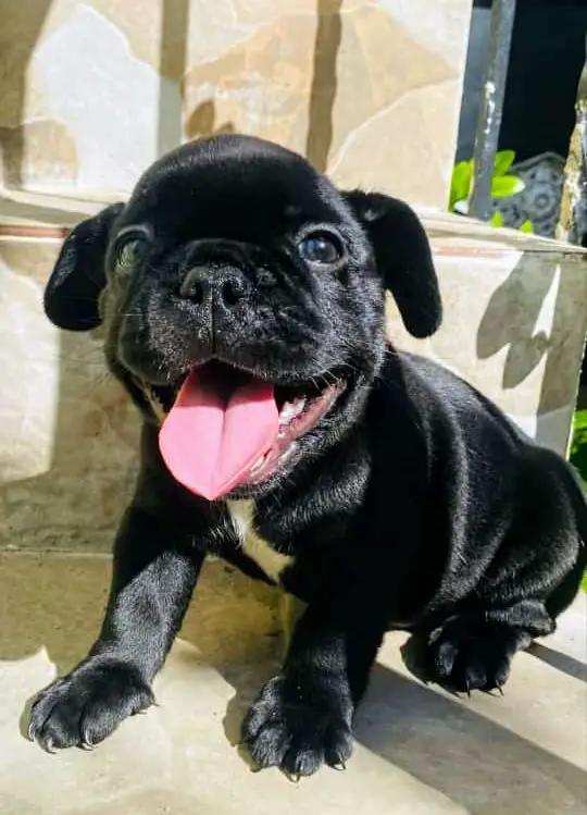 OFERTA CACHORRO BULLDOG FRANCES MACHO UBICADO EN SANTO DOMINGO Y TIENE Foto 7271368-1.jpg