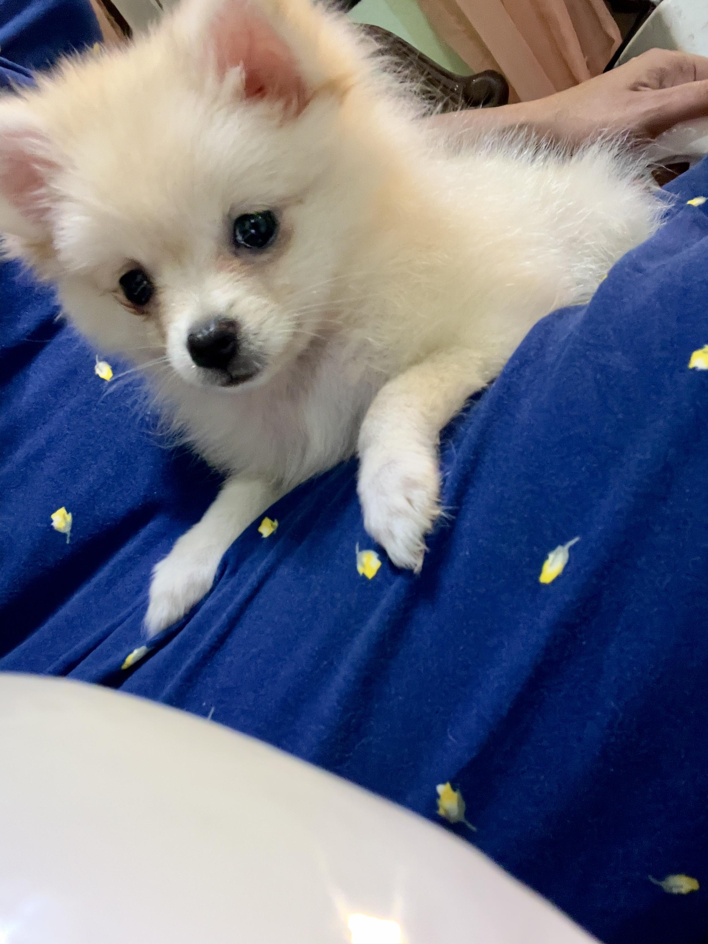 Pomerania hembra hermosa vacunada y desparasitada Foto 7271534-1.jpg