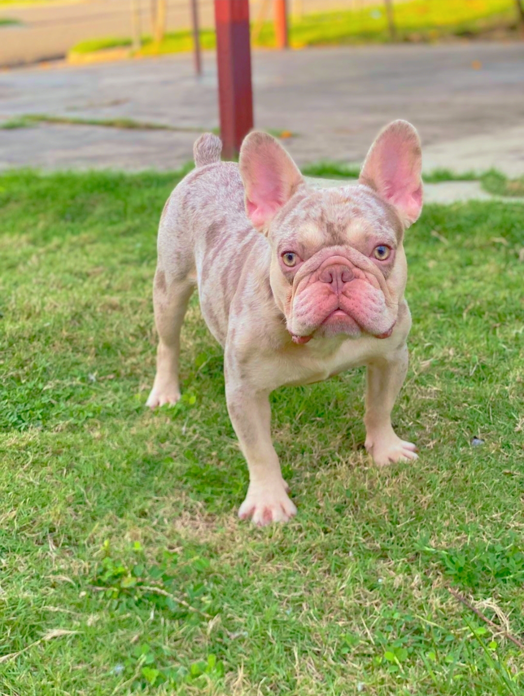 Bulldog frances  Foto 7271638-10.jpg