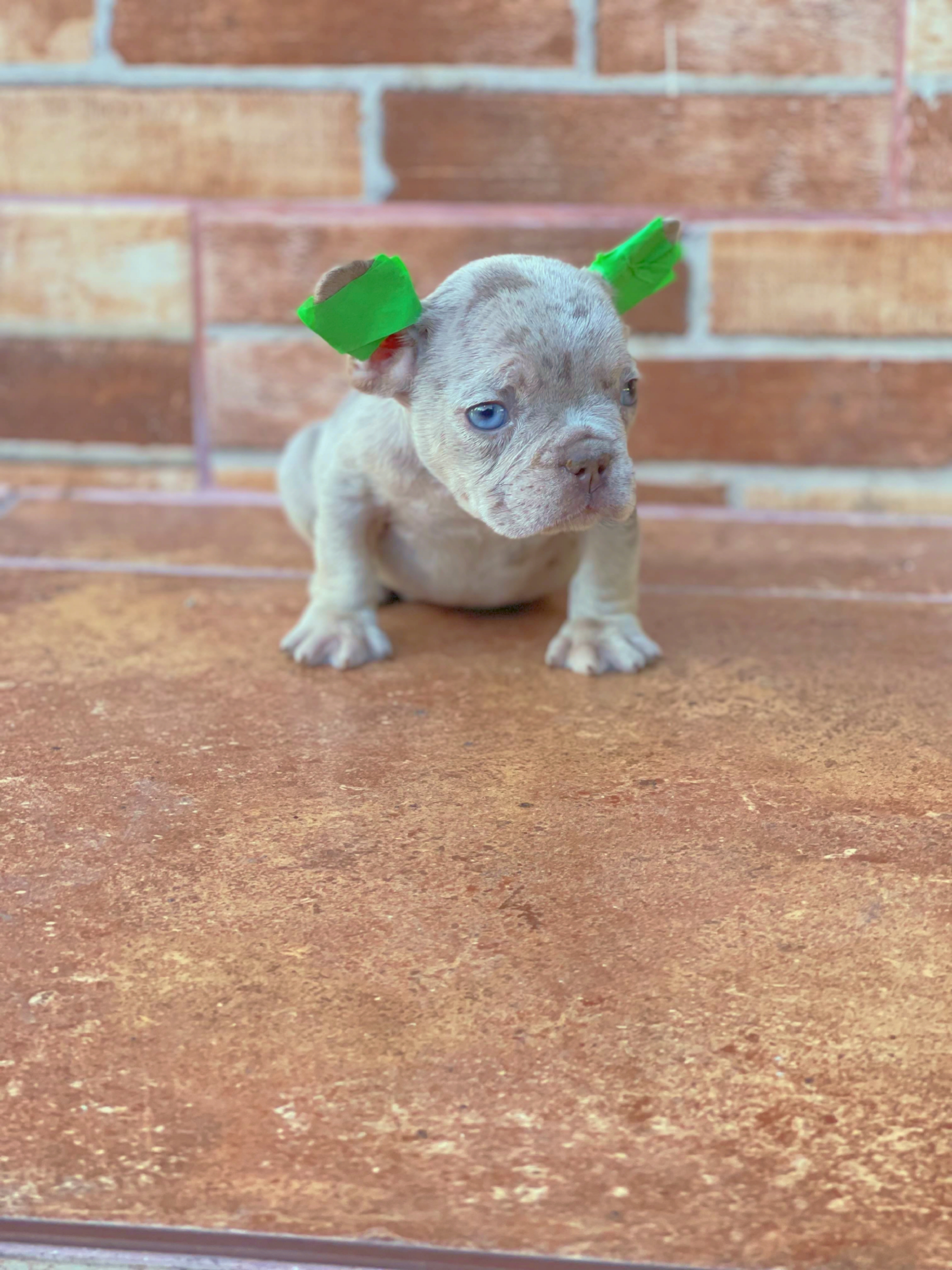 Bulldog frances  Foto 7271638-2.jpg