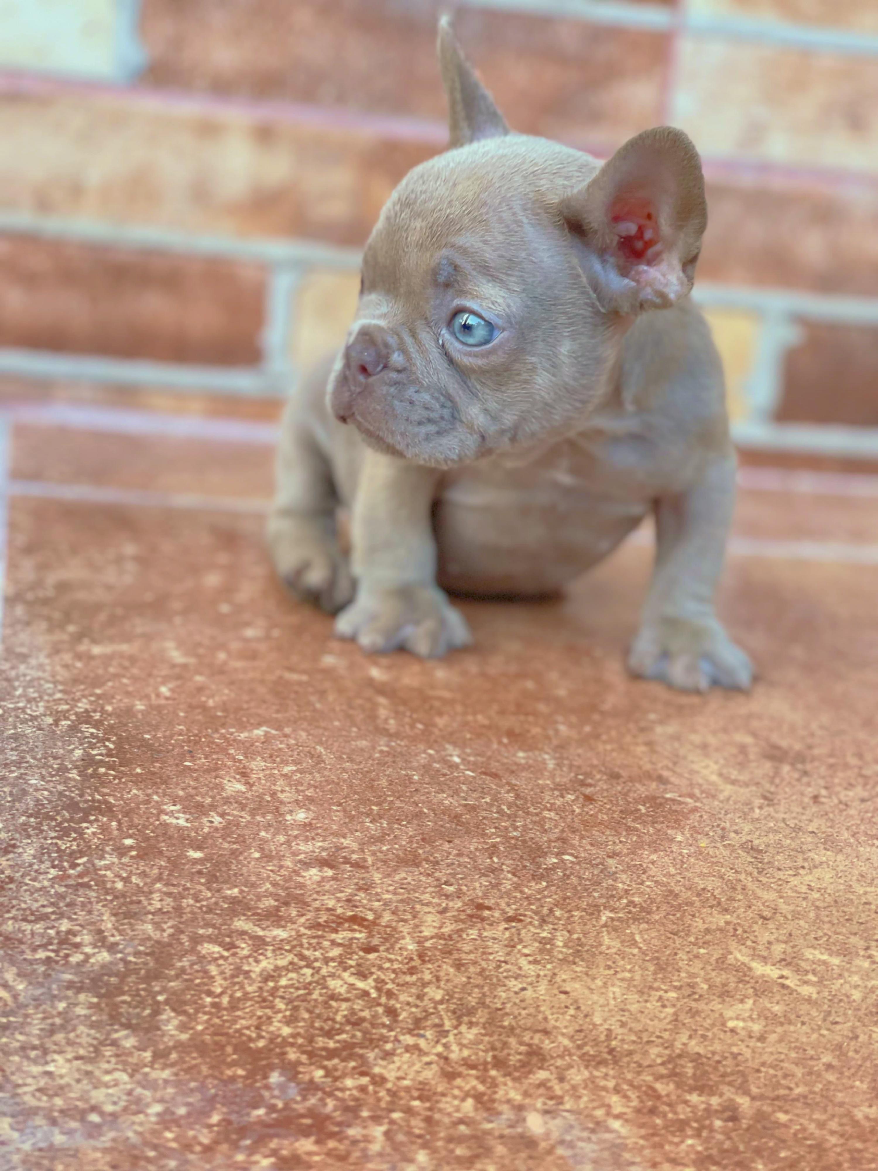 Bulldog frances  Foto 7271638-3.jpg