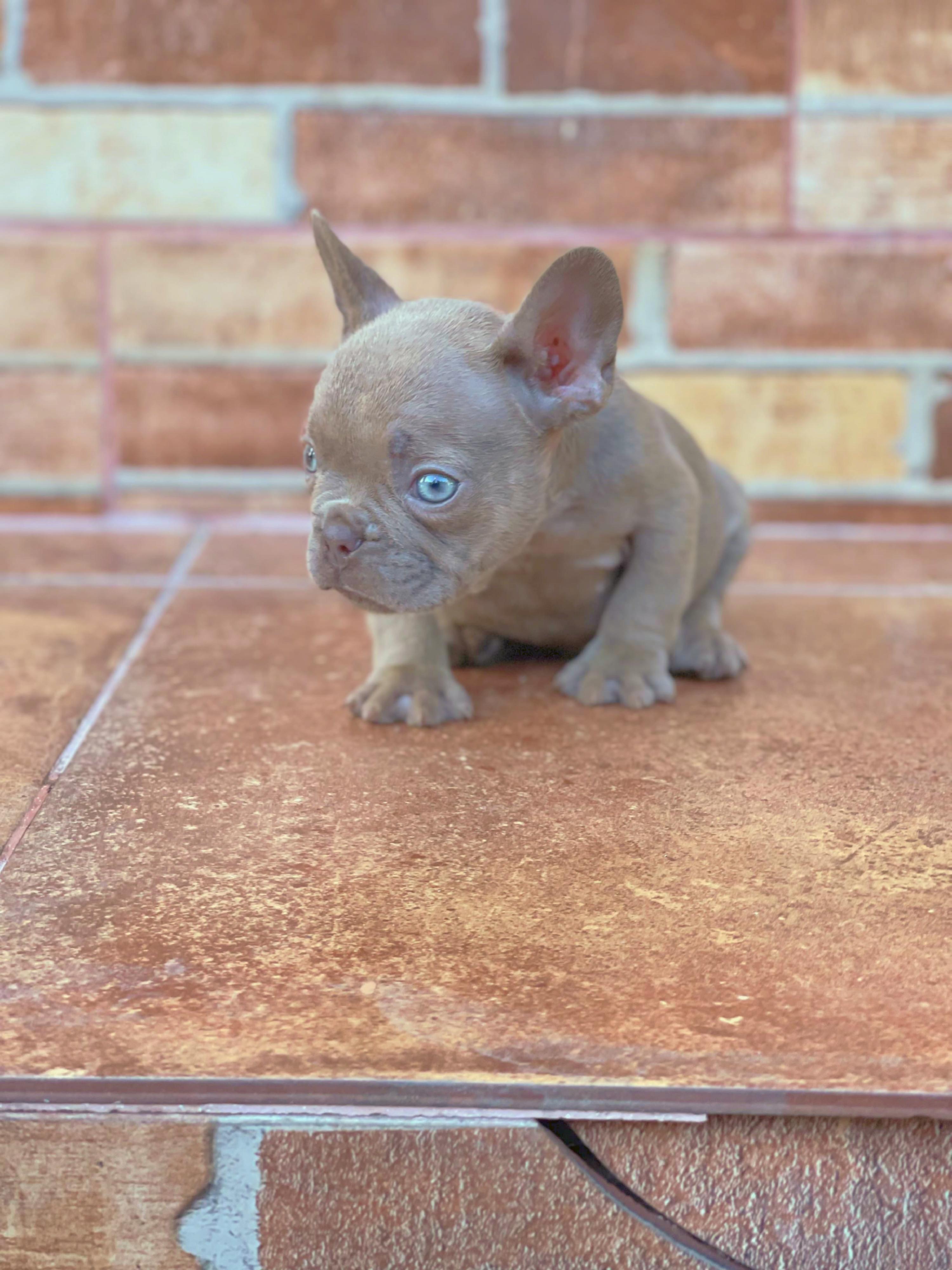 Bulldog frances  Foto 7271638-4.jpg