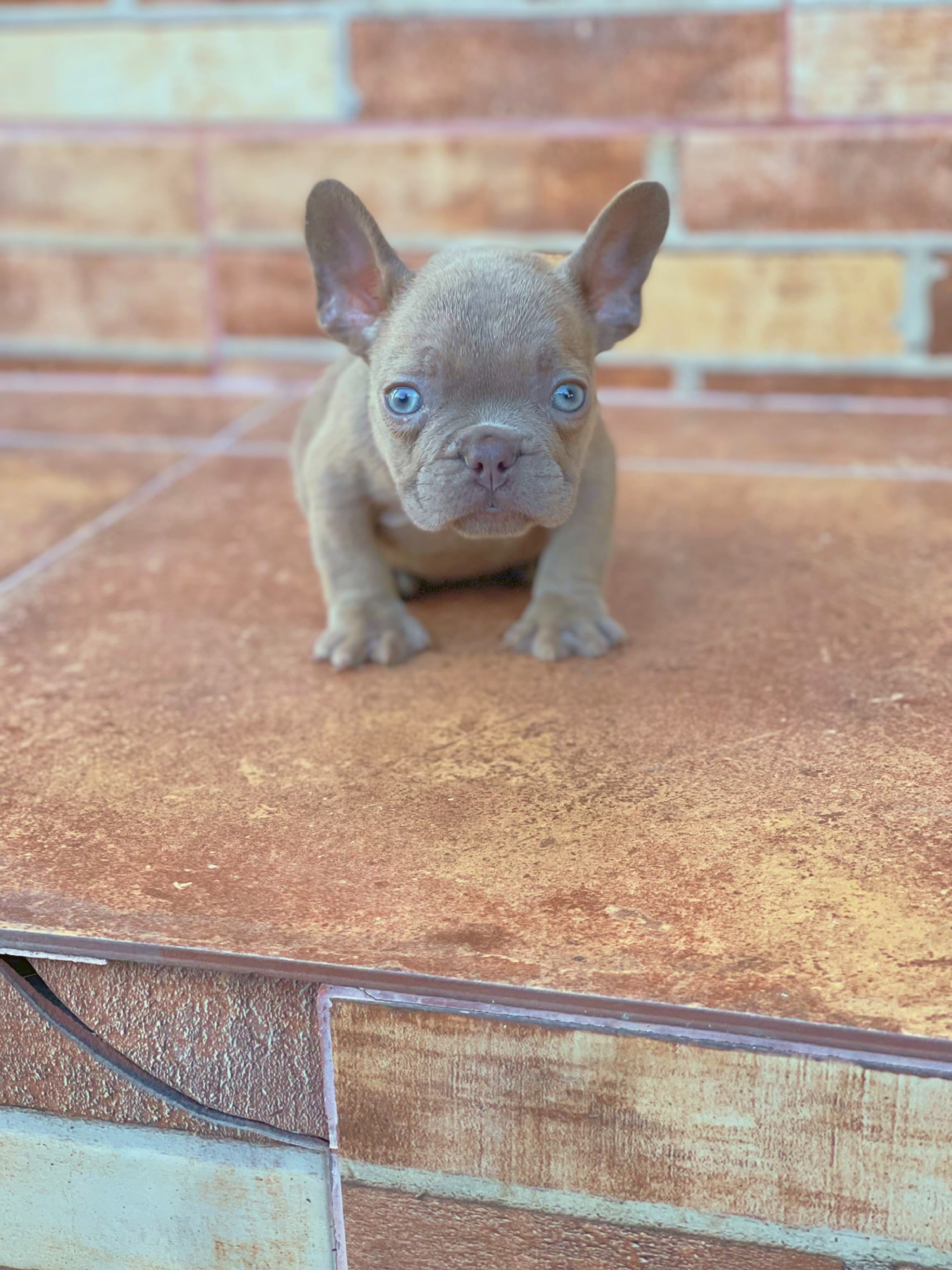 Bulldog frances  Foto 7271638-5.jpg