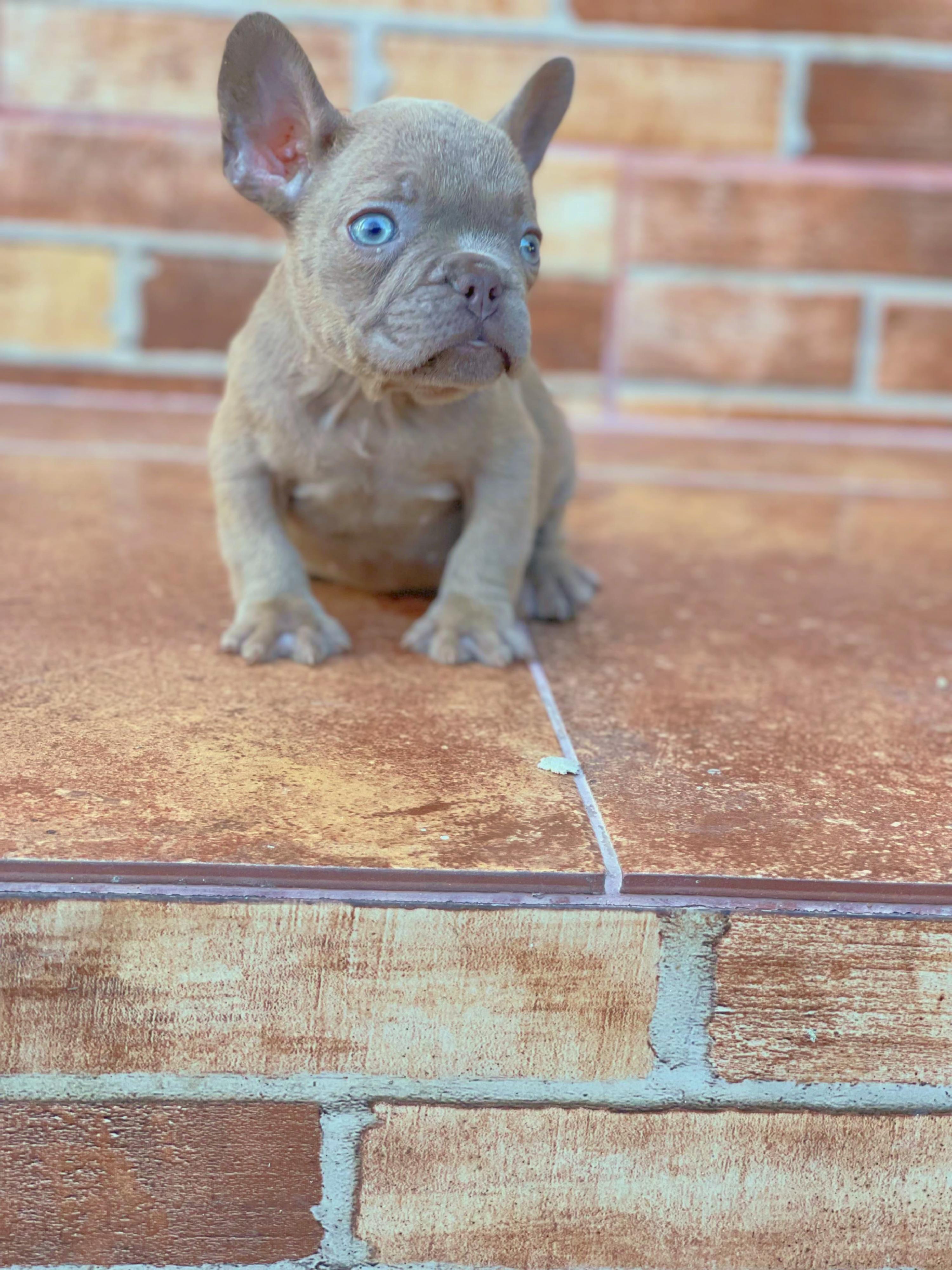Bulldog frances  Foto 7271638-6.jpg