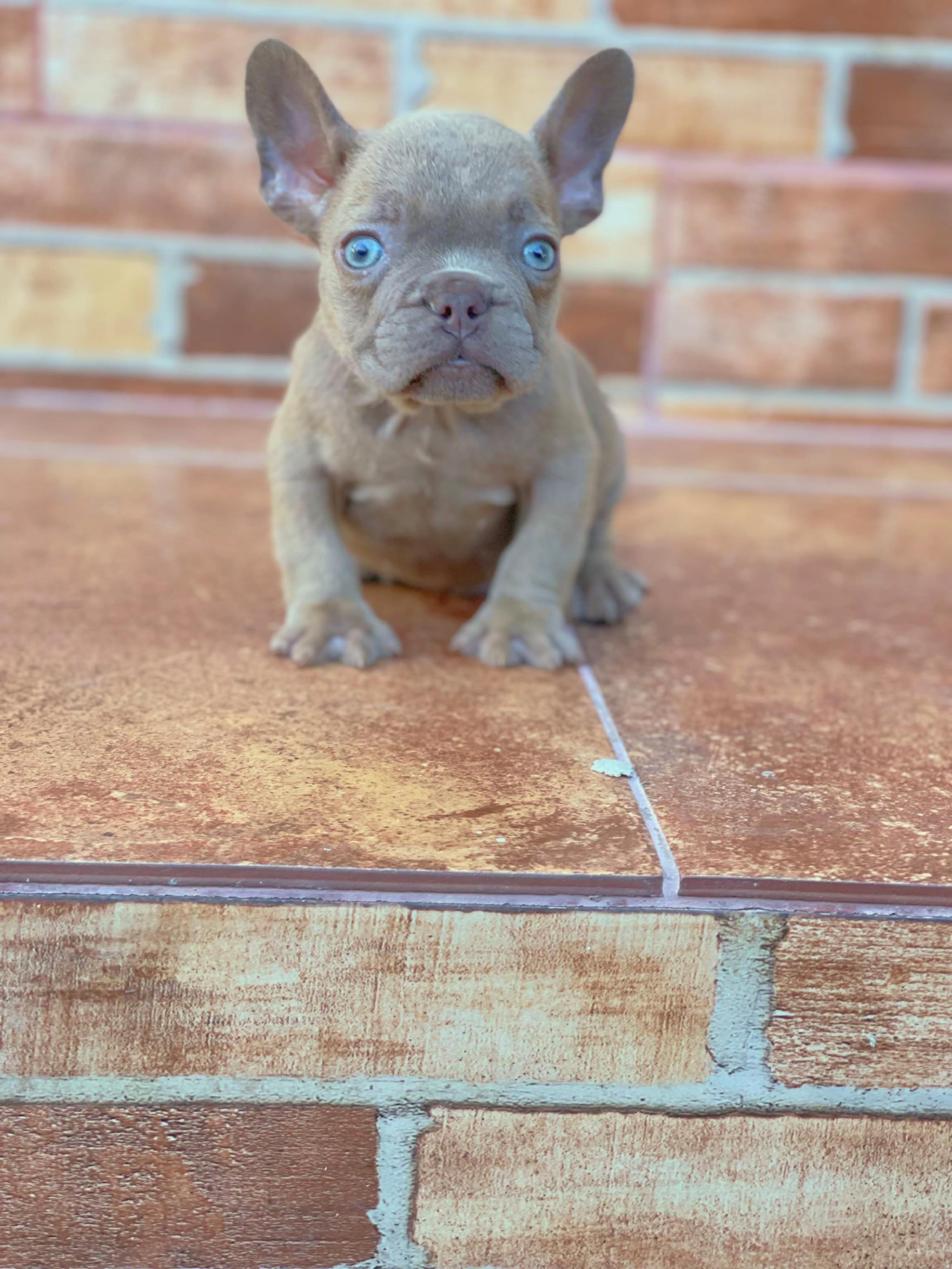 Bulldog frances  Foto 7271638-7.jpg