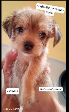 Yorkie Terrier Gold Dust y Golden Sable  Foto 7273541-6.jpg