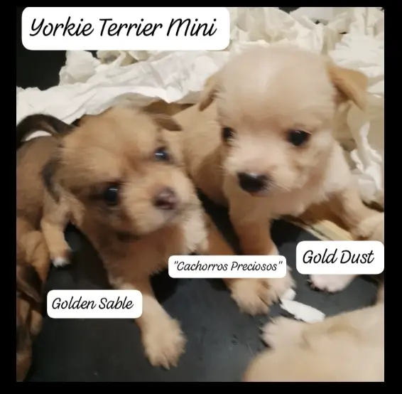 Yorkie Terrier Gold Dust y Golden Sable  Foto 7273541-7.jpg