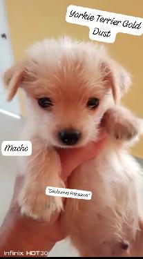 Yorkie Terrier Gold Dust y Golden Sable  Foto 7273541-9.jpg