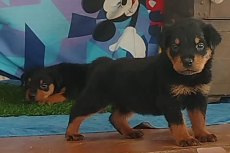 OFERTA CACHORRO ROTWEILER AMBOS SEXO EN SANTO DOMINGO VACUNA Foto 7274902-1.jpg