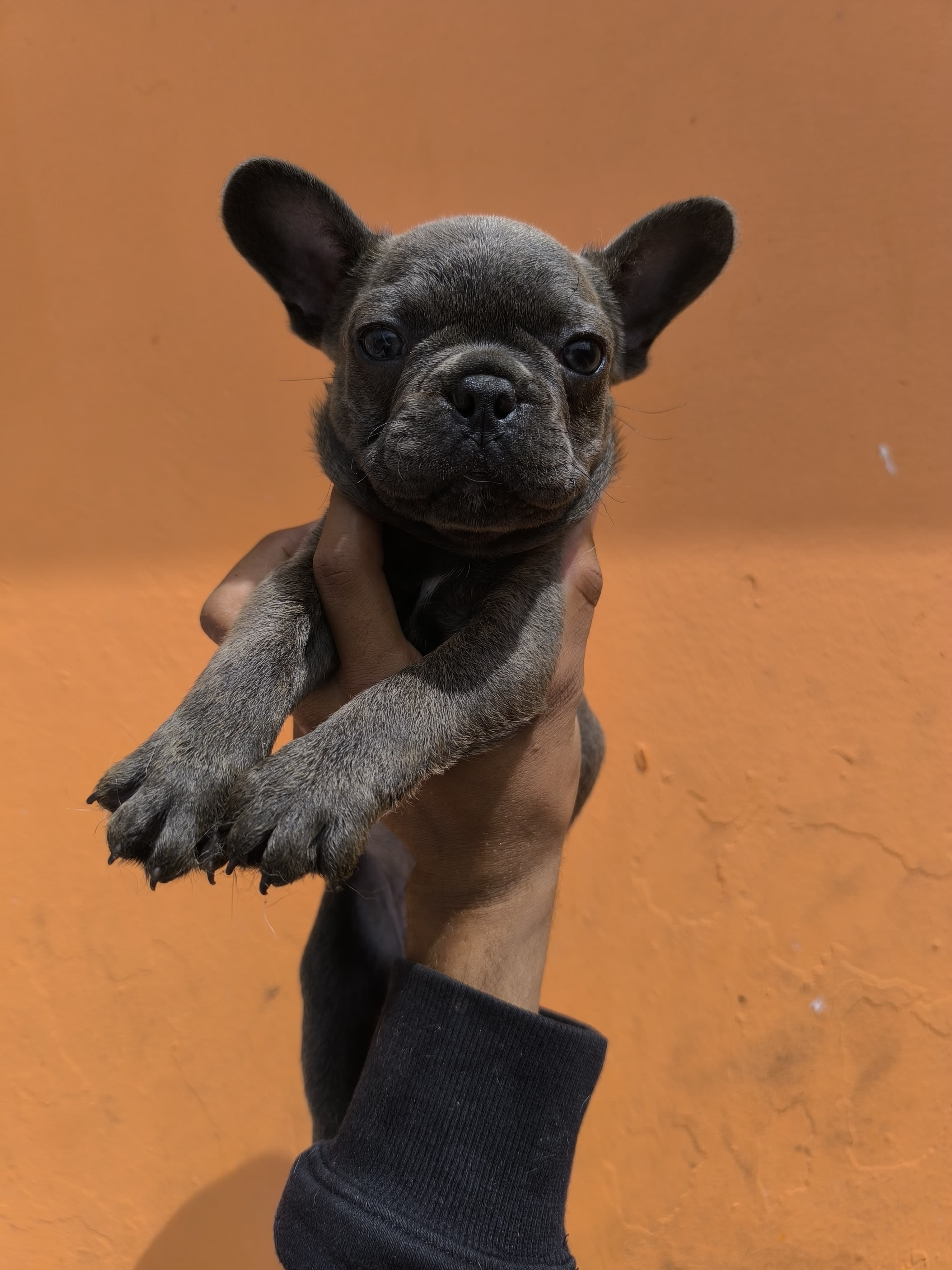 OFERTA CACHORRO BULLDOG FRANCES AMBOS SEXO EN SANTO DOMINGO CON TODO A Foto 7274903-2.jpg
