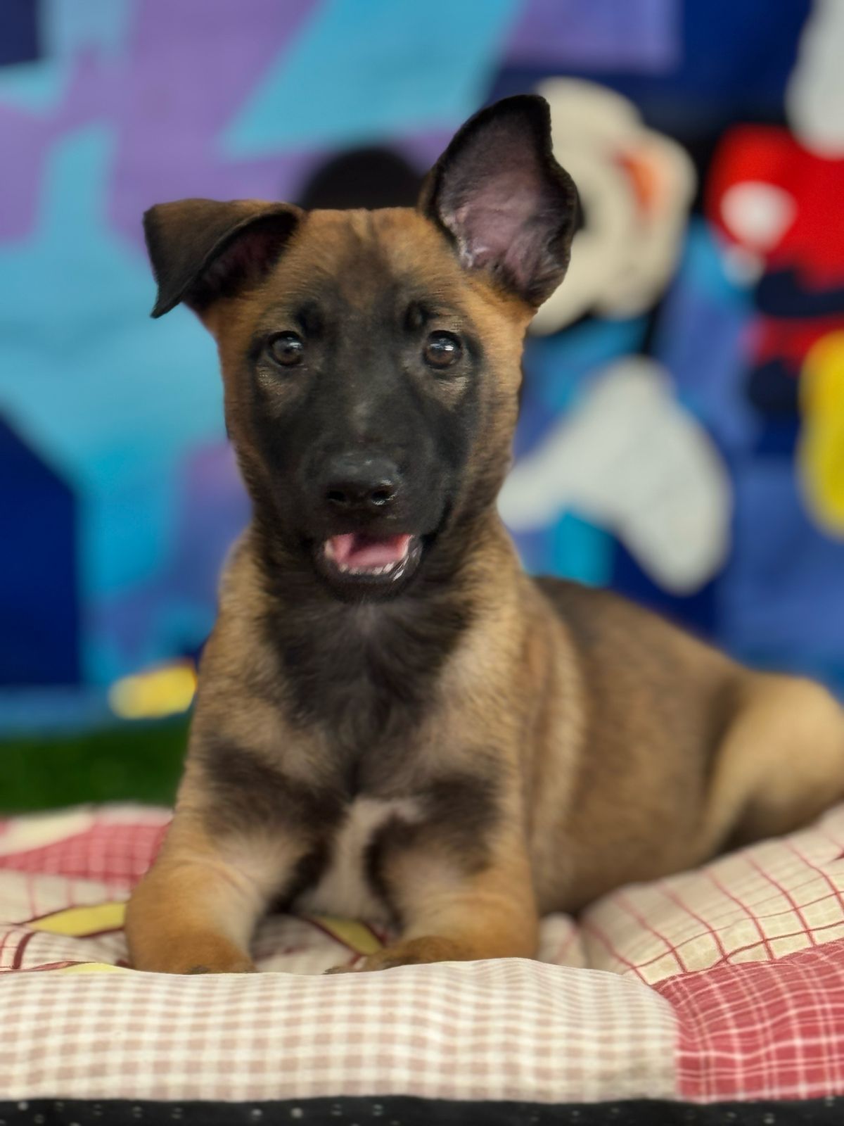 OFERTA CACHORRO PASTOR BELGA MALINOIS AMBOS SEXO EN SANTO DOMINGO Foto 7274904-1.jpg