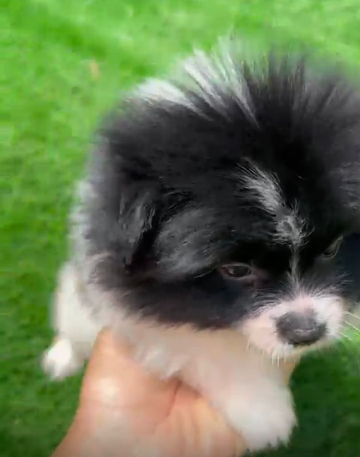 OFERTA CACHORRO POMERANIA MACHO EN SANTO DOMINGO CON SU VACUNAS AL DIA Foto 7274905-2.jpg