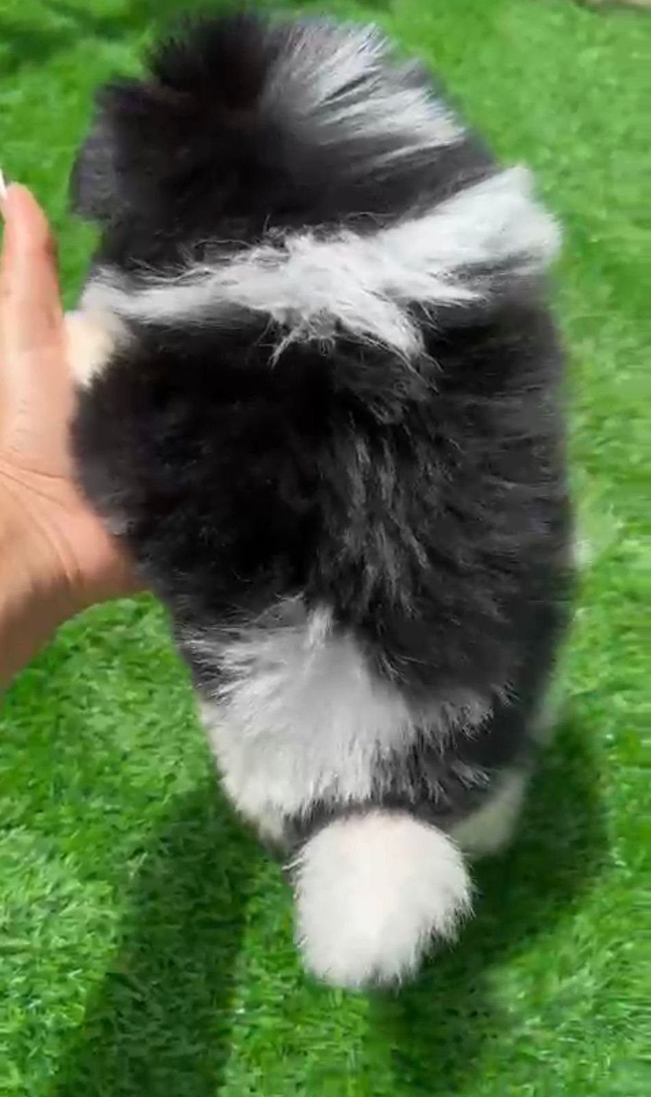 OFERTA CACHORRO POMERANIA MACHO EN SANTO DOMINGO CON SU VACUNAS AL DIA Foto 7274905-3.jpg
