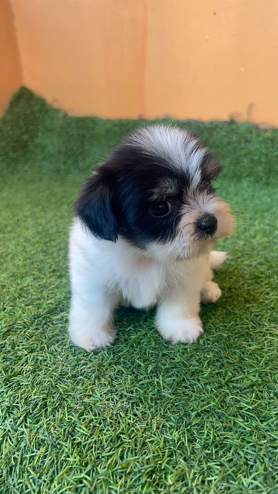 OFERTA CACHORRO SHIPOO AMBOS SEXO EN SANTO DOMINGO VACUNADOS Foto 7274912-2.jpg