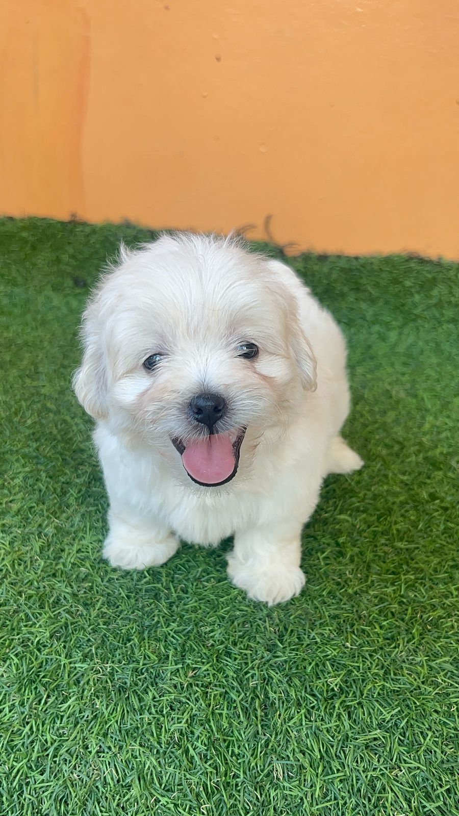 OFERTA CACHORRO SHIPOO AMBOS SEXO EN SANTO DOMINGO VACUNADOS Foto 7274912-3.jpg