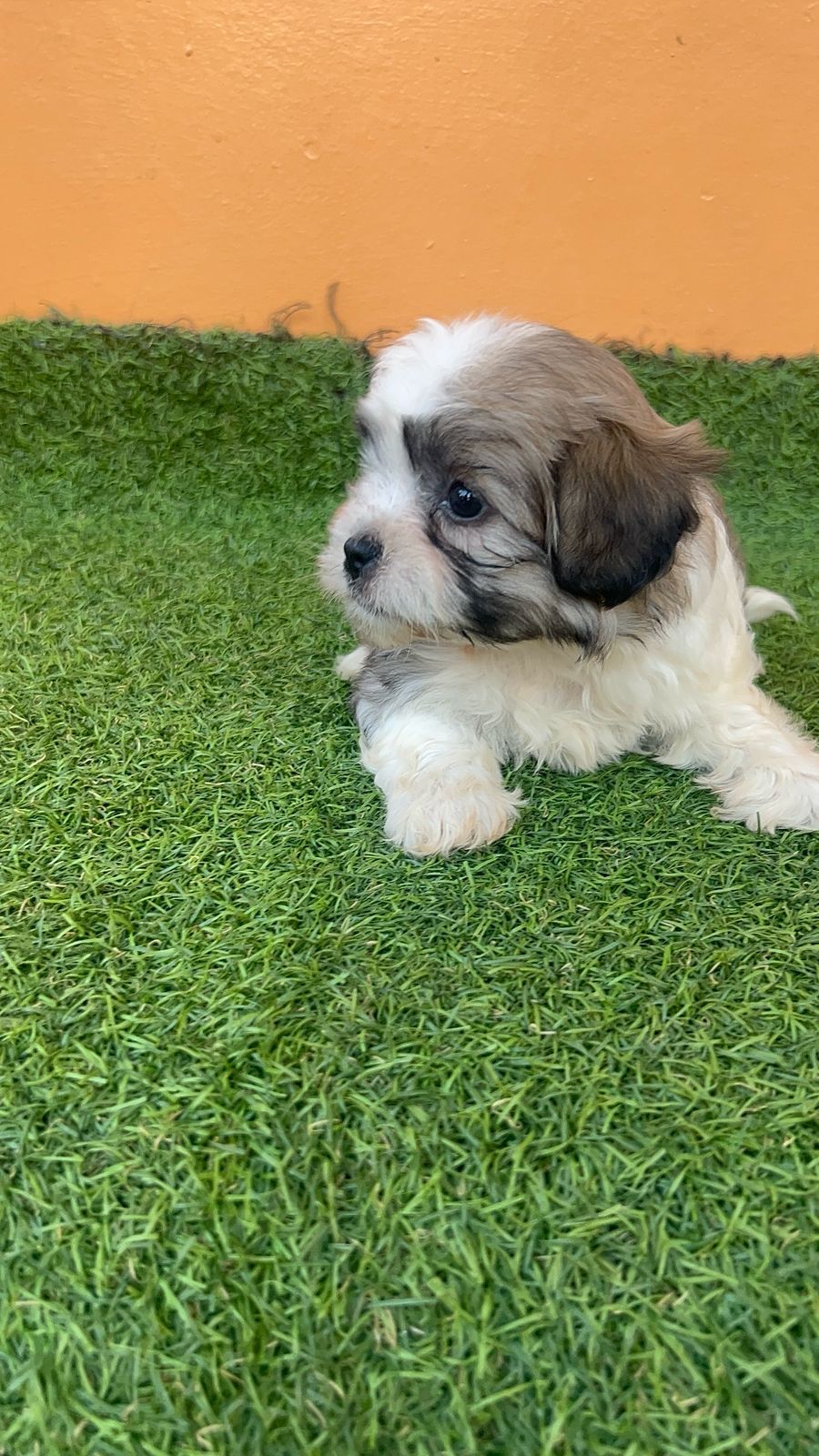 OFERTA CACHORRO SHIPOO AMBOS SEXO EN SANTO DOMINGO VACUNADOS Foto 7274912-4.jpg