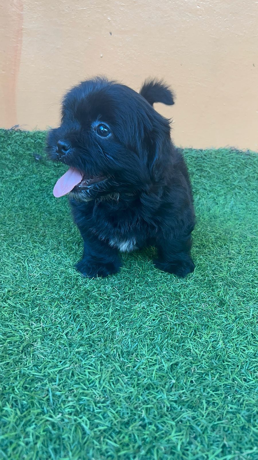 OFERTA CACHORRO SHIPOO AMBOS SEXO EN SANTO DOMINGO VACUNADOS Foto 7274912-5.jpg
