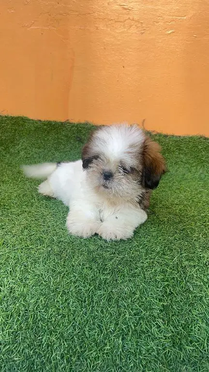 OFERTA CACHORRO SHIH TZU HEMBRA EN SANTO DOMINGO Y VACUNA AL DIA  Foto 7274916-1.jpg