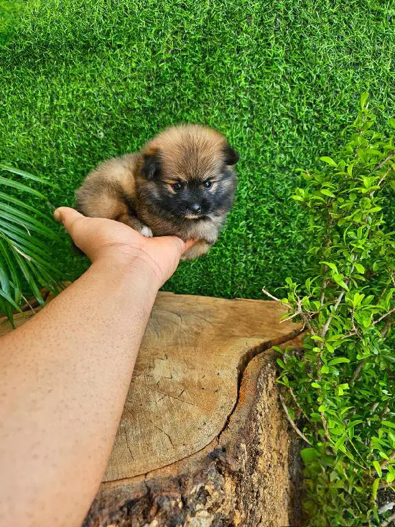 OFERTA CACHORRO POMERANIA MACHO EN SANTO DOMINGO CON SU VACUNAS AL DIA Foto 7274918-1.jpg