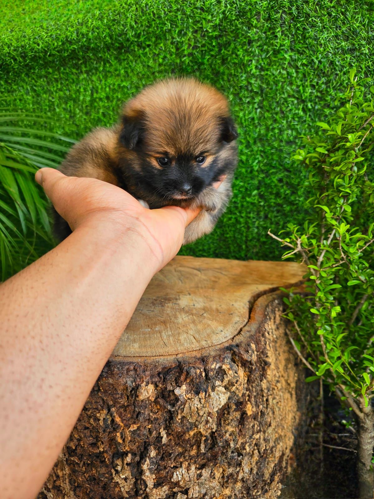 OFERTA CACHORRO POMERANIA MACHO EN SANTO DOMINGO CON SU VACUNAS AL DIA Foto 7274918-2.jpg