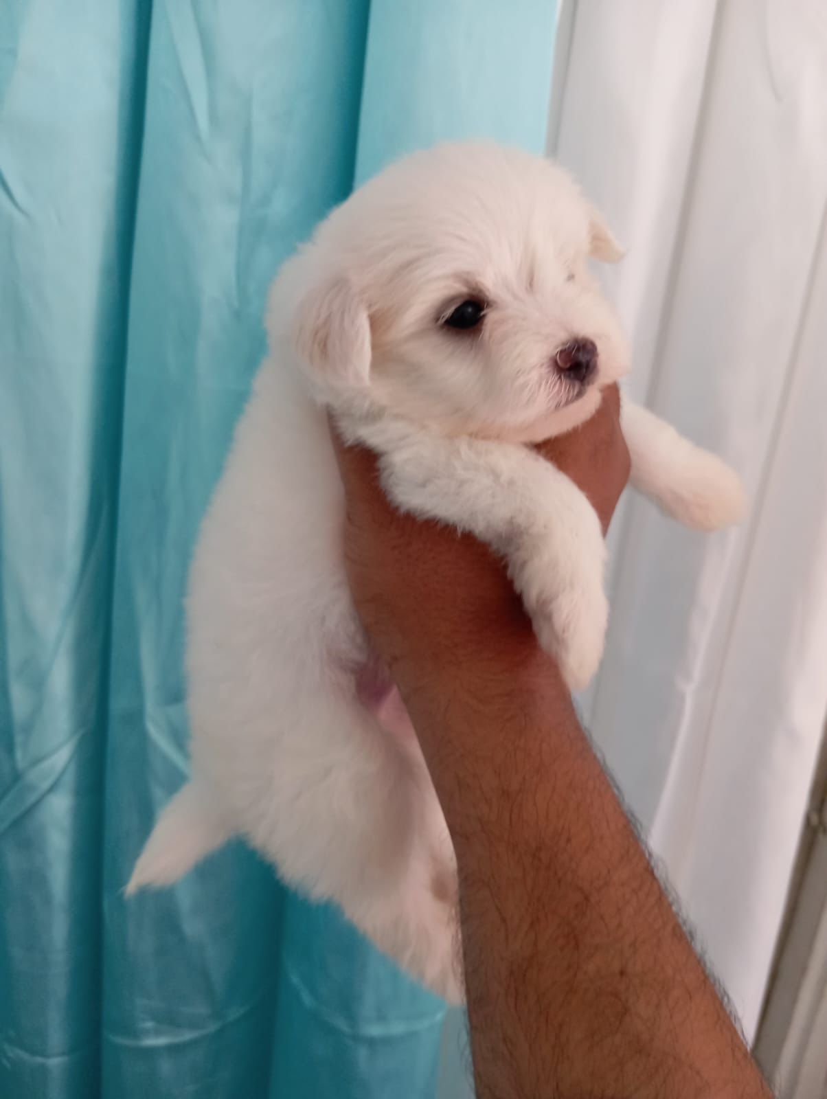 OFERTA CACHORRO MALTES MACHO EN SANTO DOMINGO CON SU VACUNA Foto 7274919-2.jpg