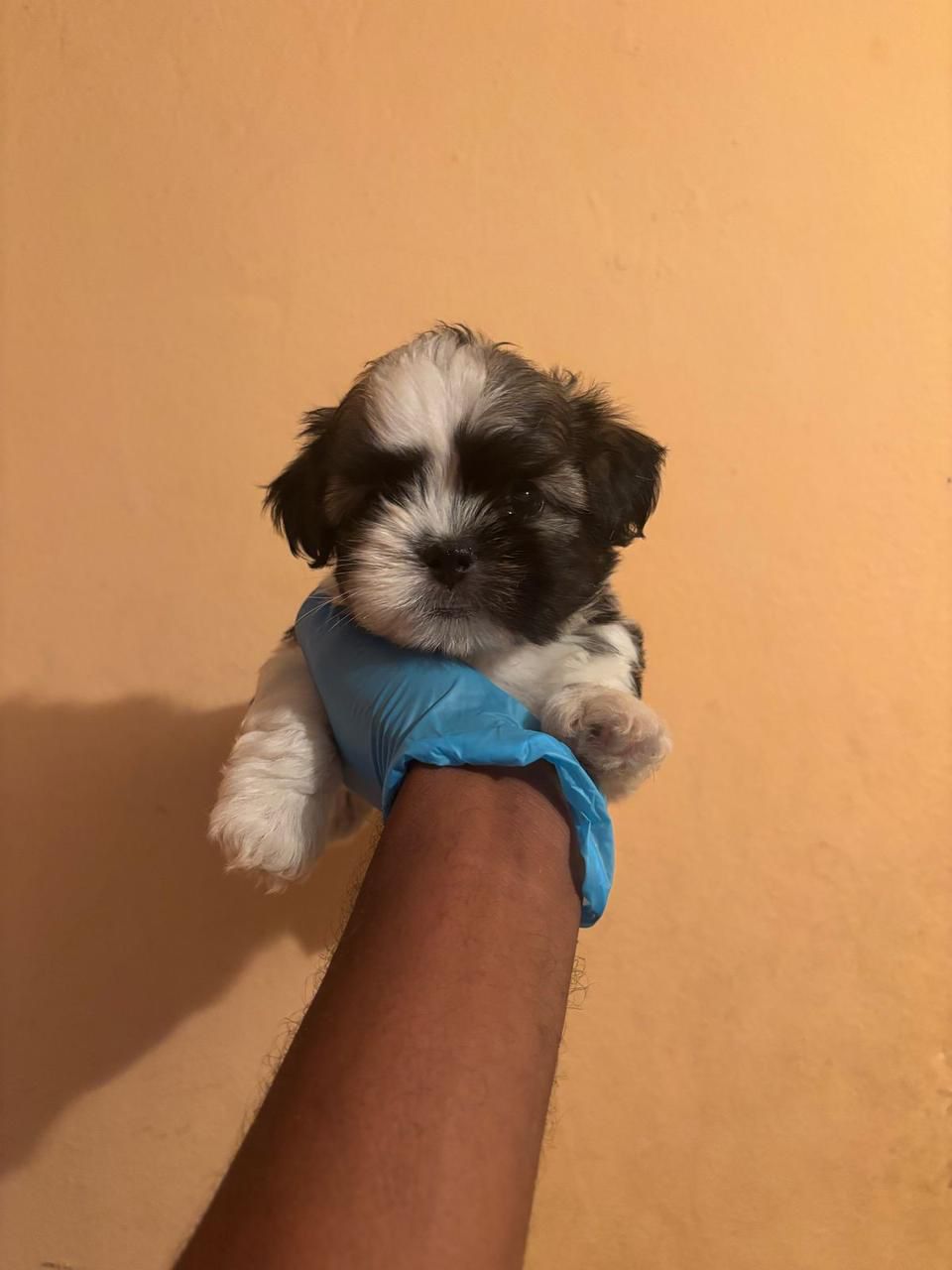 OFERTA CACHORRO SHIPOO AMBOS SEXO EN SANTO DOMINGO VACUNADOS Foto 7274920-2.jpg