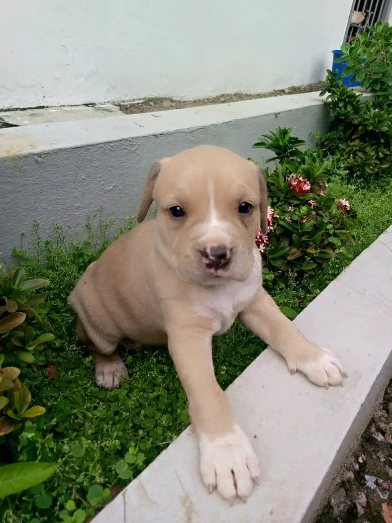 Pitbully Ambos Sexos  Foto 7274967-2.jpg
