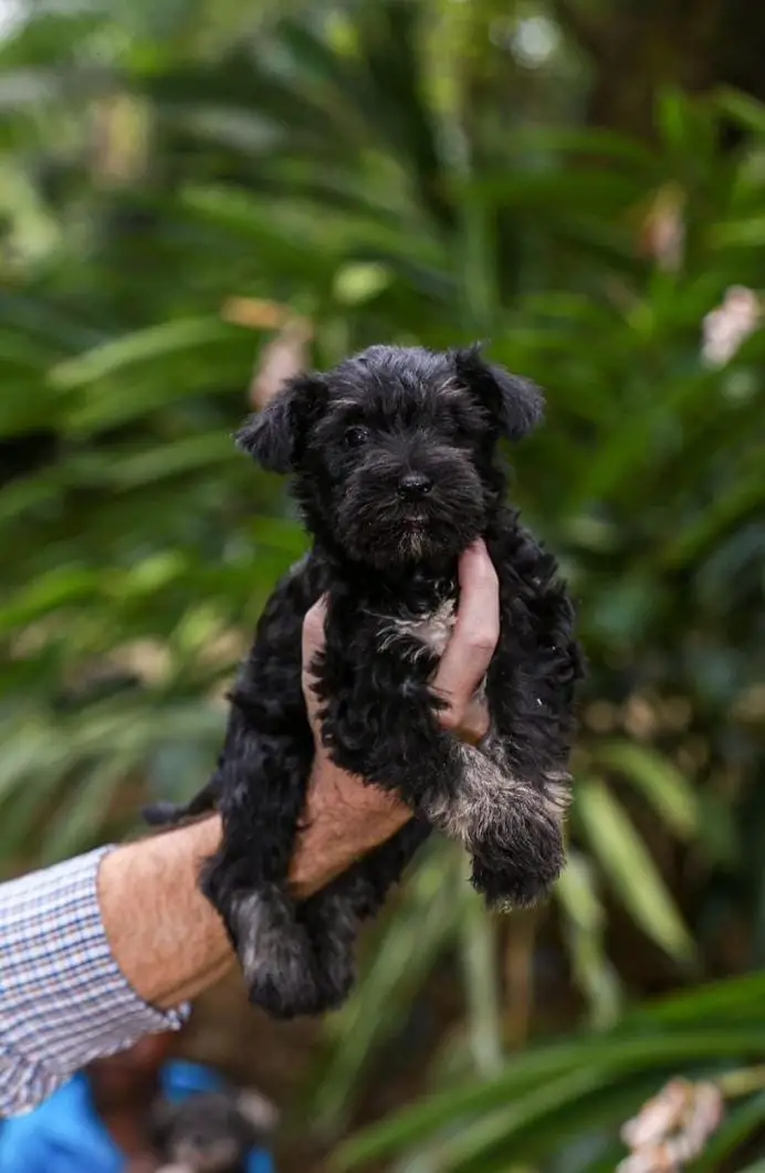 Schnauzer Ambos Sexos  Foto 7274968-2.jpg