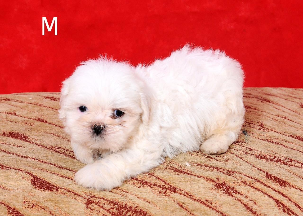 OFERTA CACHORRO SHIH TZU MACHO EN SNATO DOMINGO Y VACUNA AL DIA  Foto 7275373-1.jpg