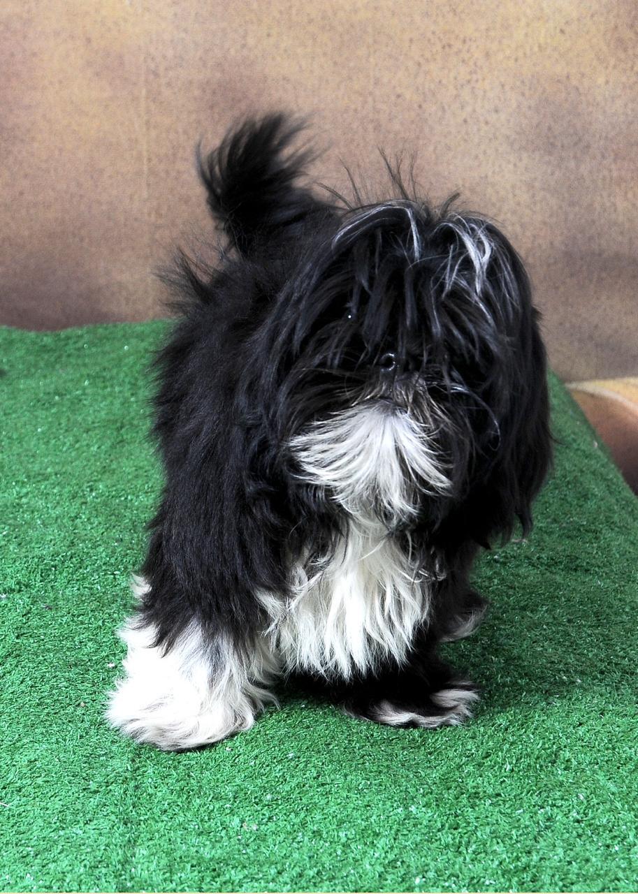OFERTA CACHORRO SHIH TZU MACHO EN SNATO DOMINGO Y VACUNA AL DIA  Foto 7275373-2.jpg