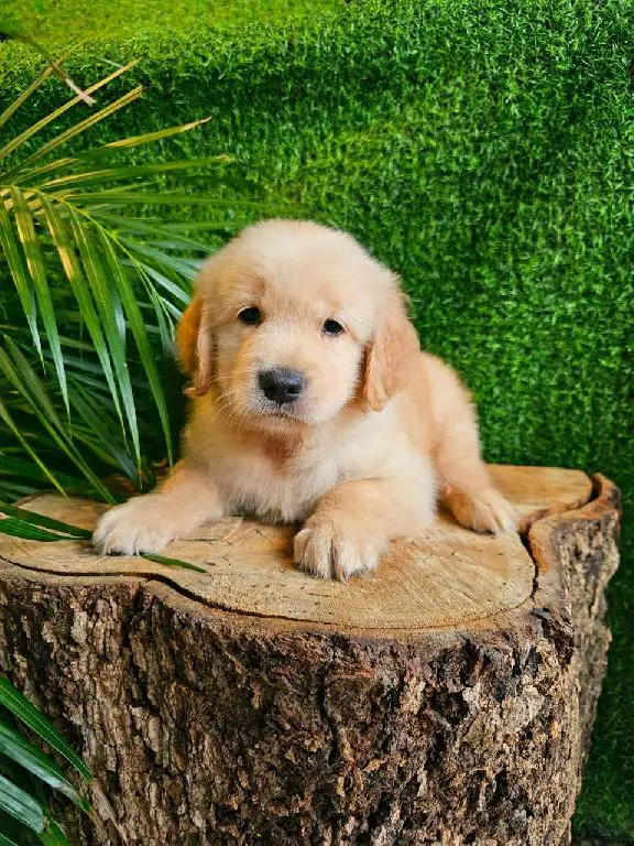 OFERTA CACHORRO GOLDEN RETRIEVER MACHO EN SANTO DOMINGO CON SU VACUNA Foto 7275376-1.jpg
