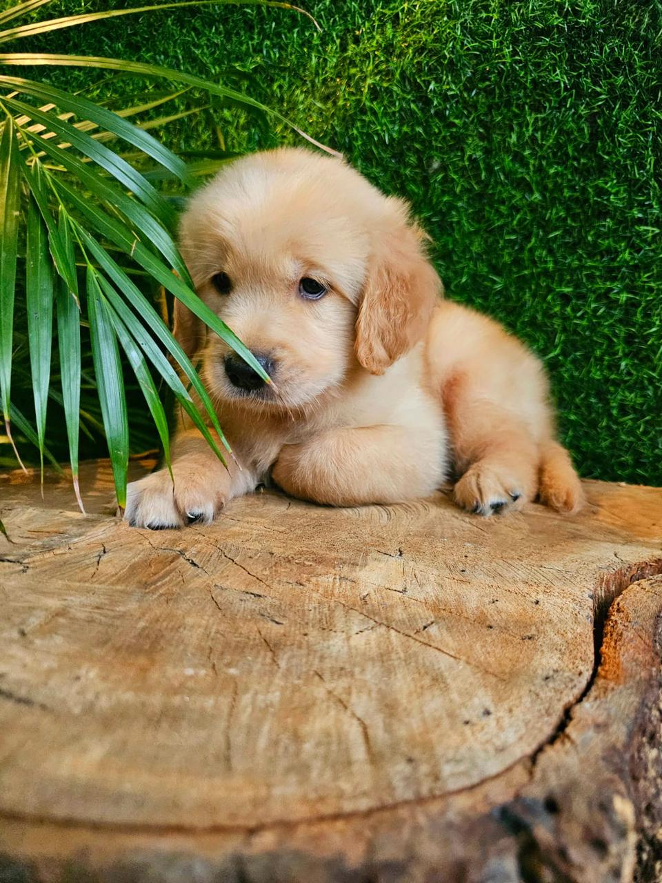 OFERTA CACHORRO GOLDEN RETRIEVER MACHO EN SANTO DOMINGO CON SU VACUNA Foto 7275376-2.jpg