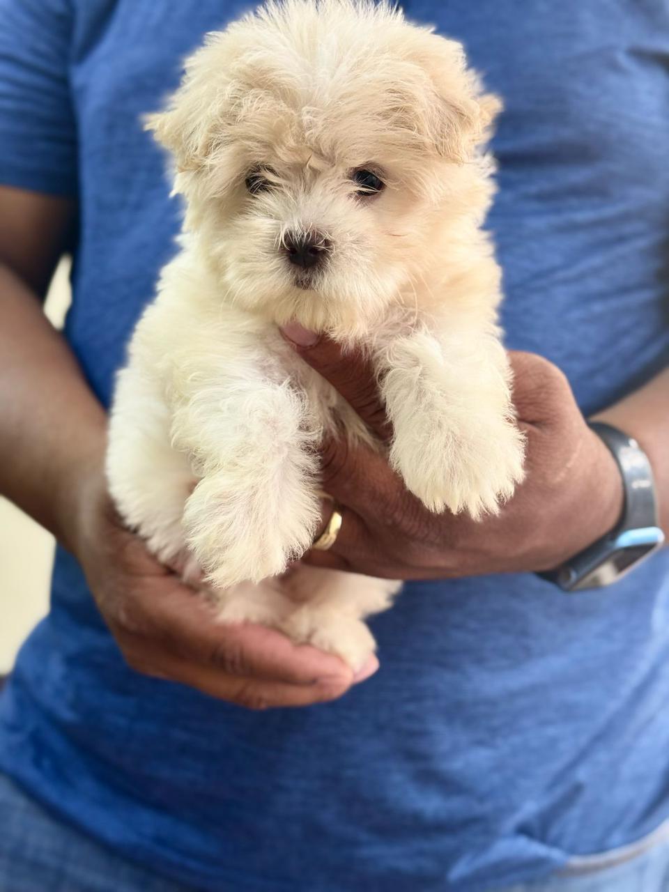 OFERTA CACHORRO MALTES HEMBRA CON TODO AL DIA SANTO DOMINGO Foto 7275378-1.jpg