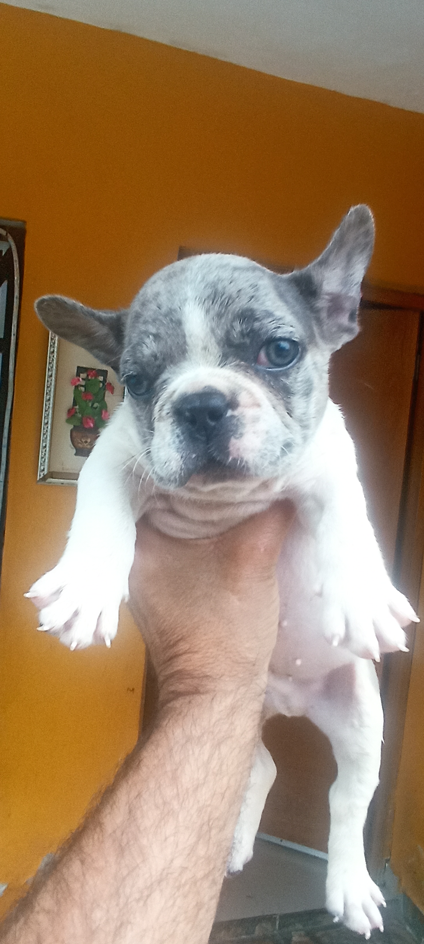 Bulldog francés Merle en San Pedro de Macorís Foto 7275439-4.jpg