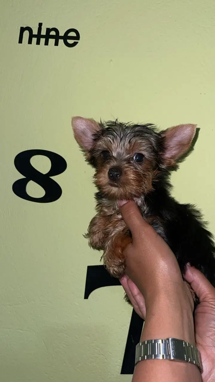 OFERTA CACHORRO YORKIE HEMBRA EN SANTO DOMINGO Y VACUNADA Foto 7275795-1.jpg
