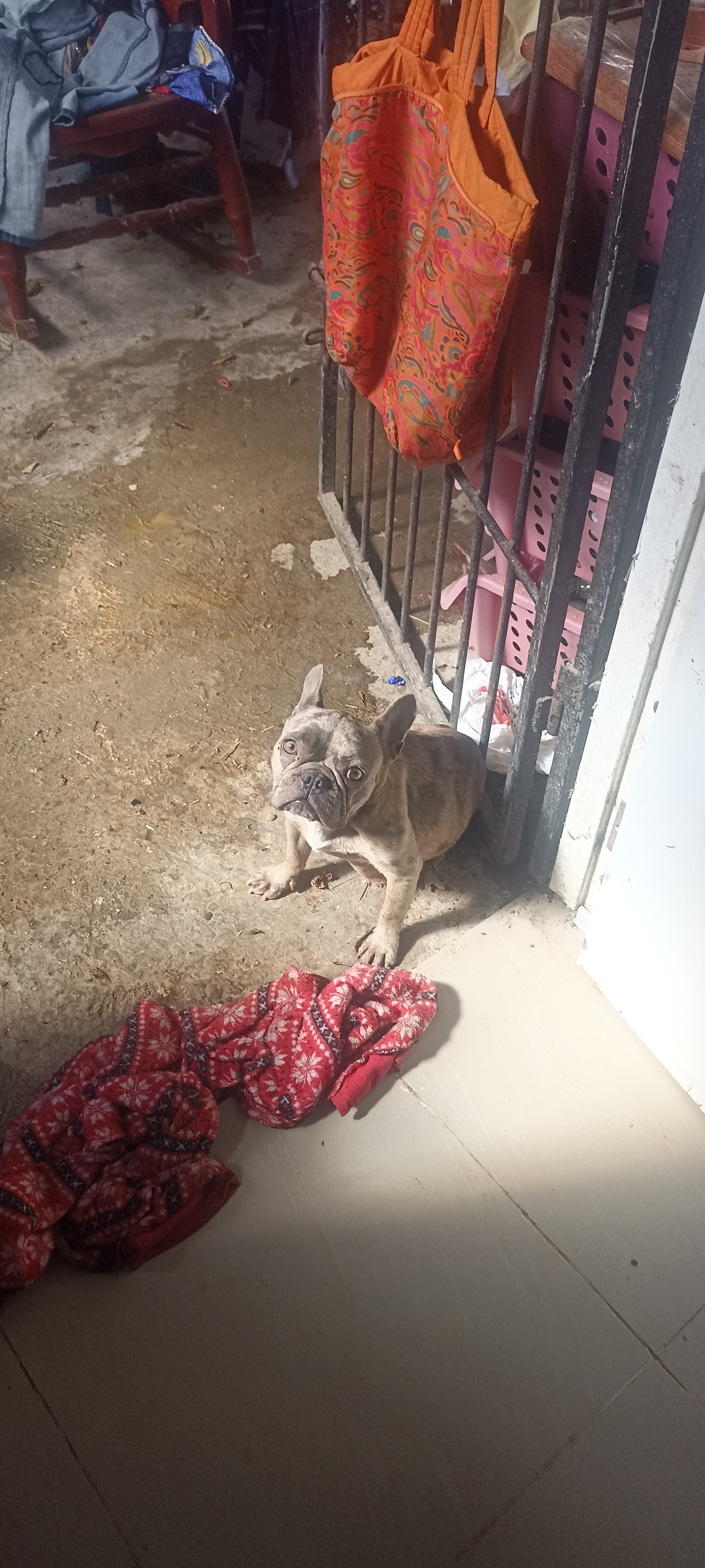 Bulldog francés merle hembra en San Pedro de Macorís Foto 7275817-2.jpg