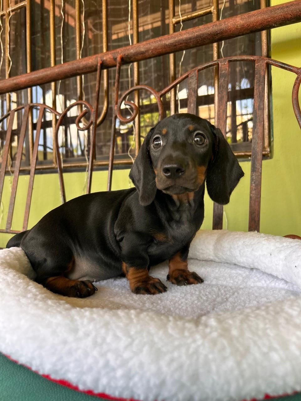 OFERTA CACHORRO SALCHICHA AMBOS SEXO EN SANTO DOMINGO CON SU VACUNA AL Foto 7276119-1.jpg