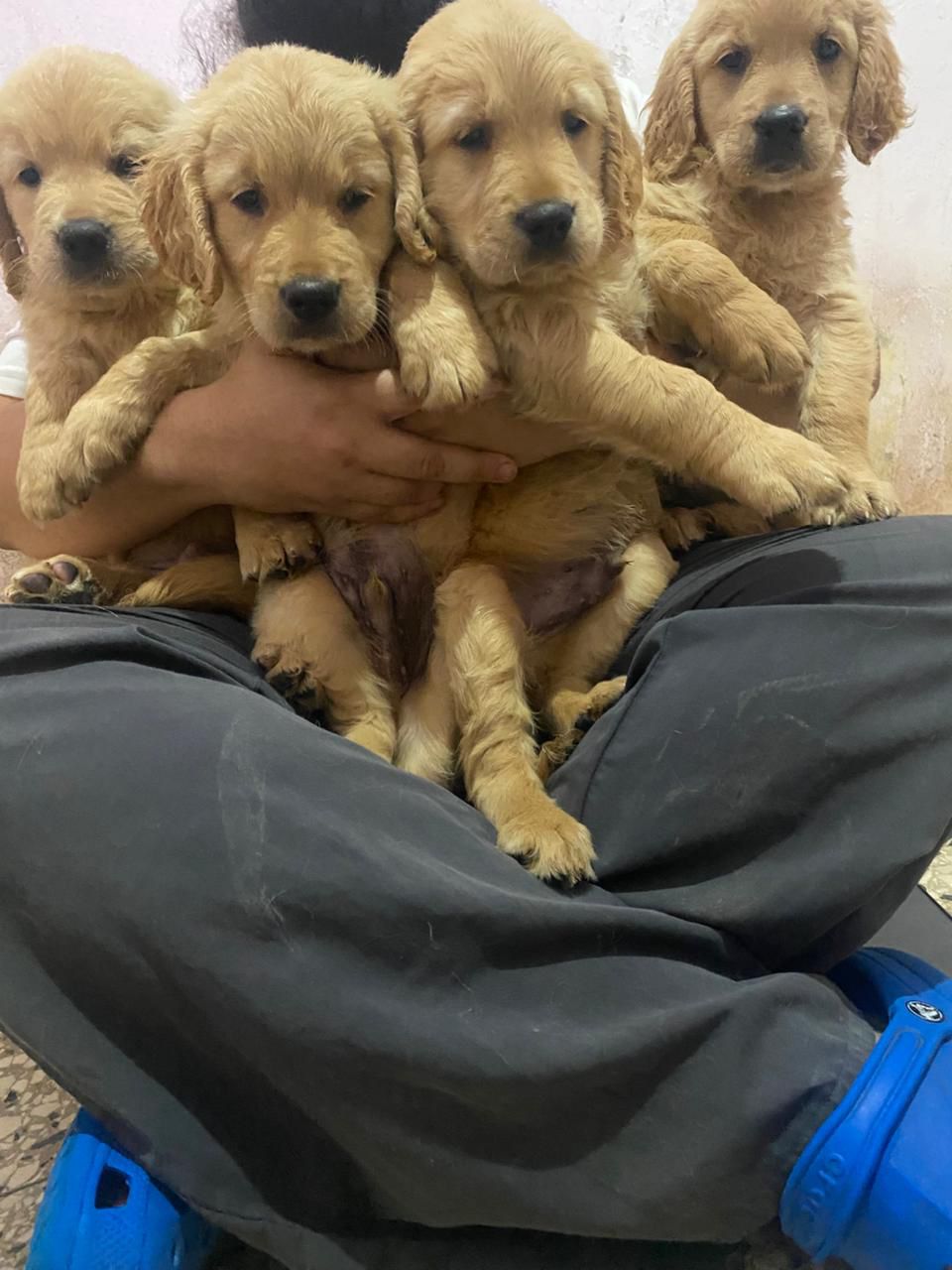 OFERTA CACHORRO GOLDEN RETRIEVER AMBOS SEXO EN SANTO DOMINGO CON SU VA Foto 7276123-1.jpg