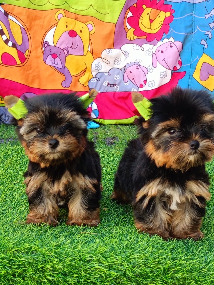 Yorkie Ambos Sexos  Foto 7276531-2.jpg