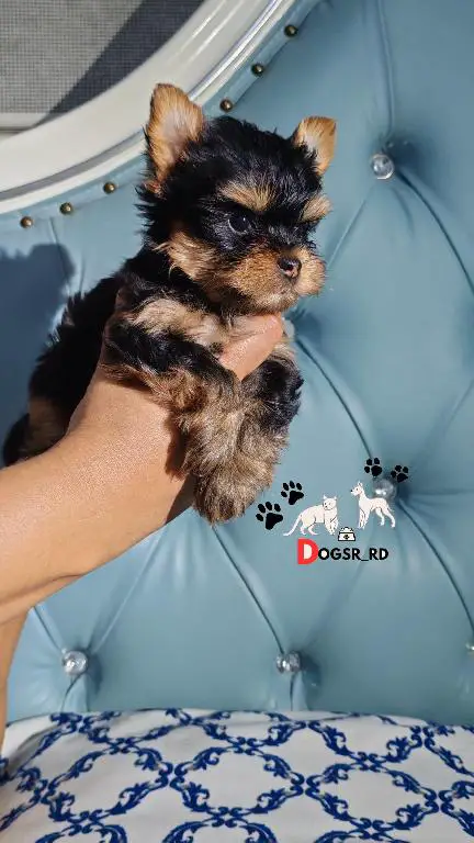 Yorkie Ambos Sexos  Foto 7276537-1.jpg