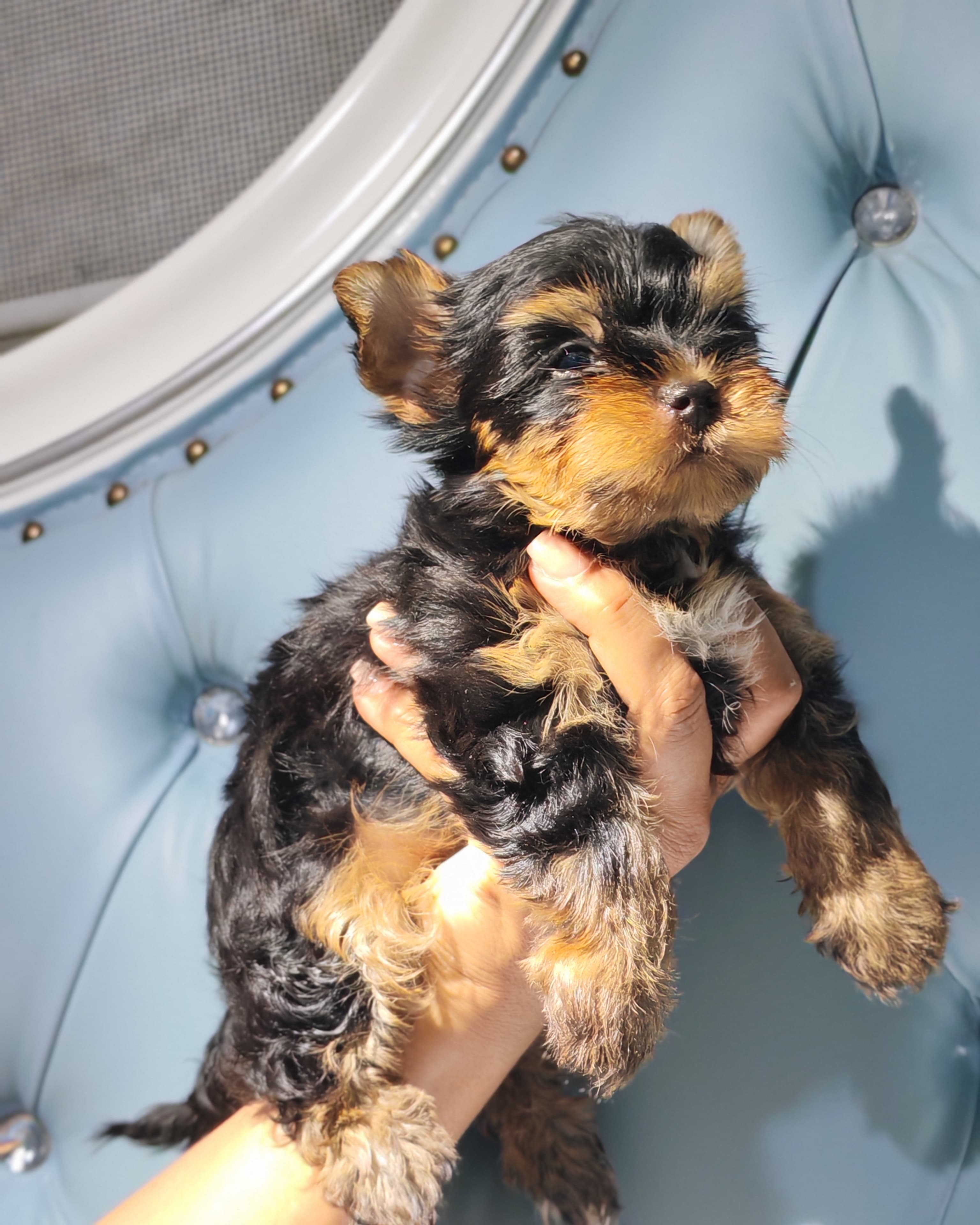 Yorkie Ambos Sexos  Foto 7276537-2.jpg