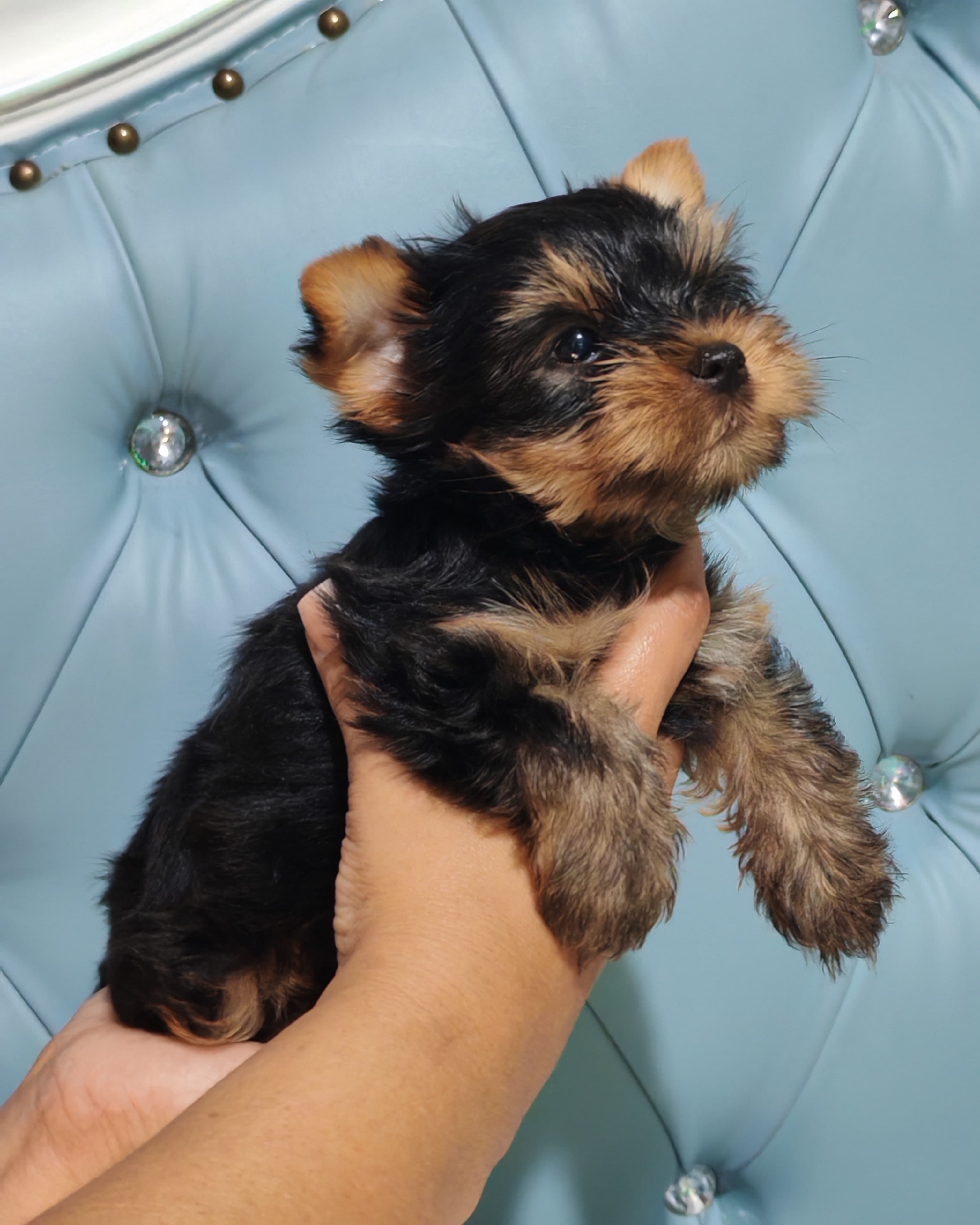 Yorkie Ambos Sexos  Foto 7276537-3.jpg
