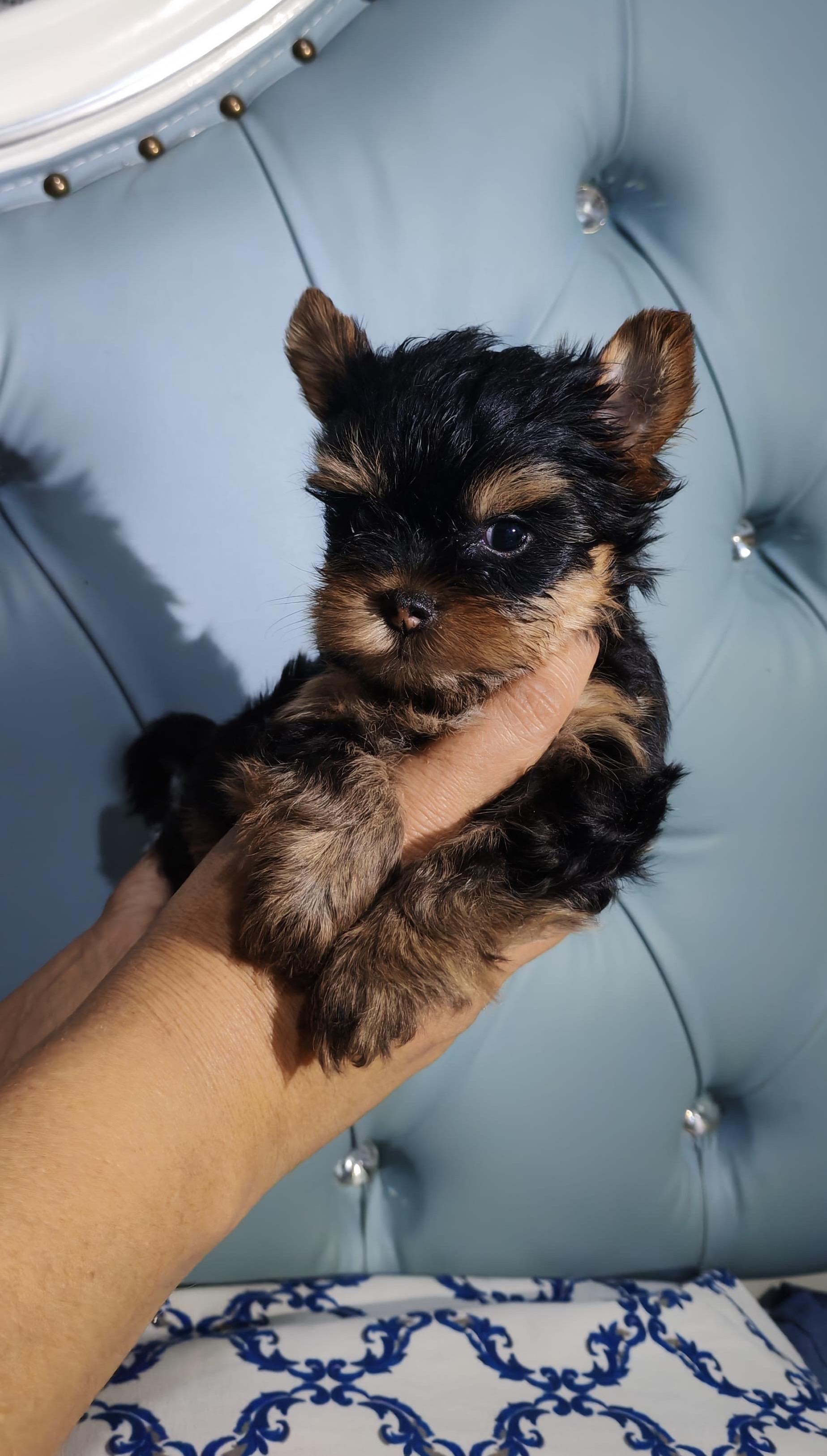 Yorkie Ambos Sexos  Foto 7276537-4.jpg