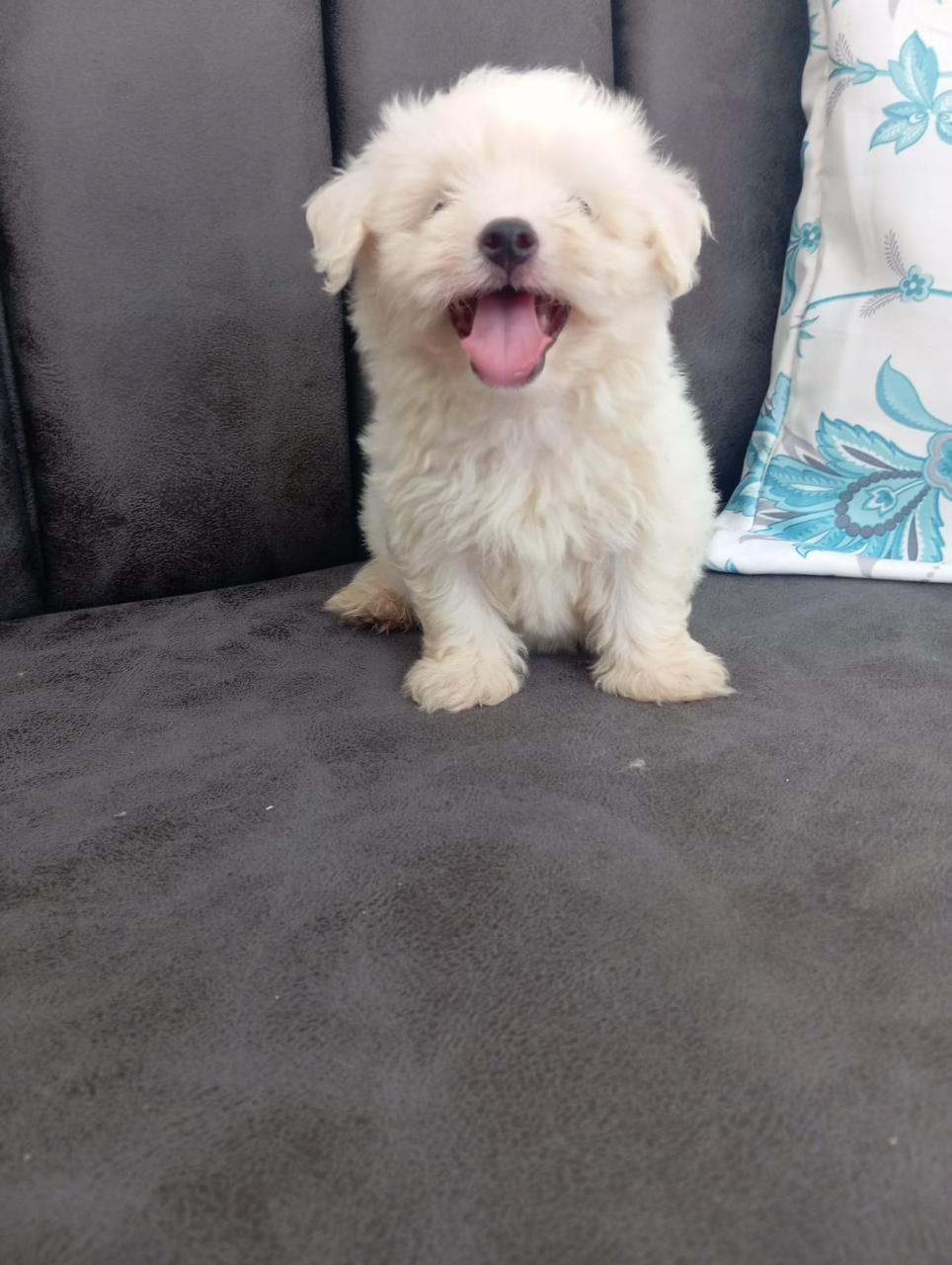 OFERTA CACHORRO MALTES MACHO EN SANTO DOMINGO CON SU VACUNA Foto 7276877-2.jpg