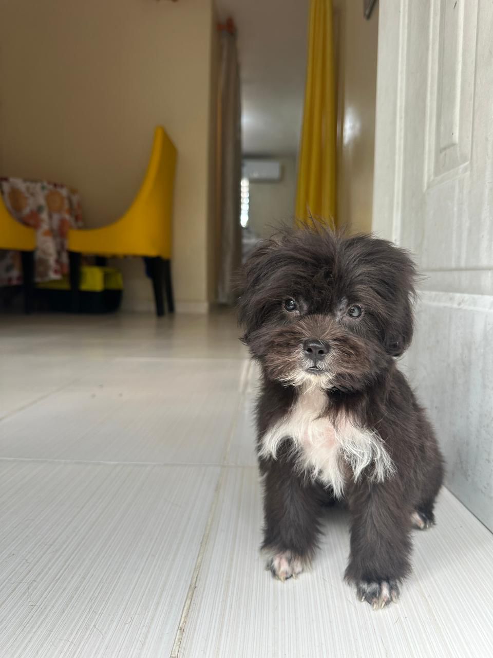 OFERTA CACHORRO SHIPOO MACHO EN SANTO DOMINGO Y TODO AL DIA Foto 7276879-1.jpg