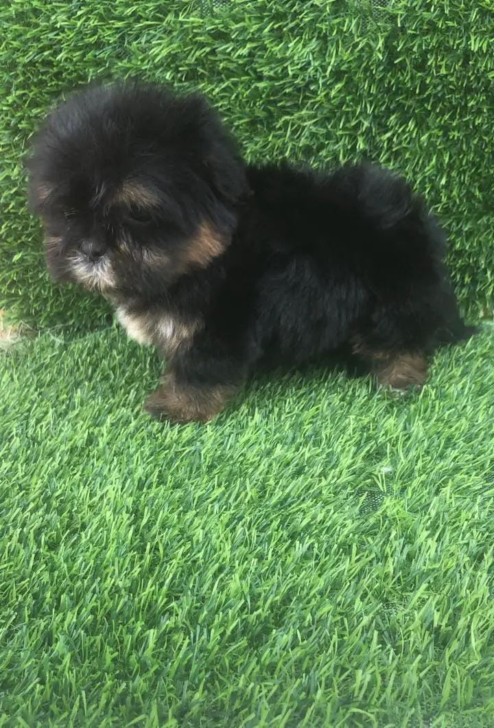 OFERTA CACHORRO SHIPOO MACHO EN SANTO DOMINGO Y TODO AL DIA Foto 7276881-1.jpg
