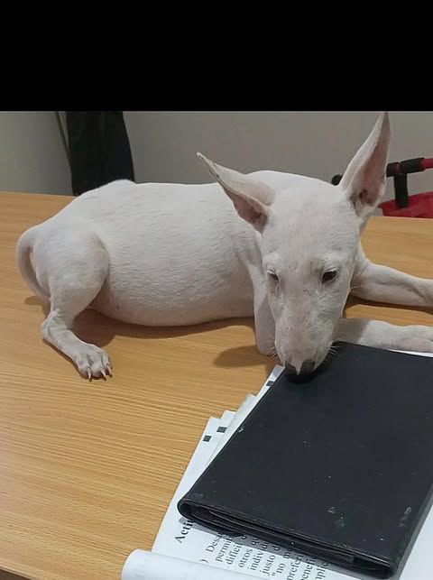 OFERTA CACHORRO BULLTERRIER MACHO EN SANTO DOMINGO CON TODO AL DIA Foto 7276882-1.jpg