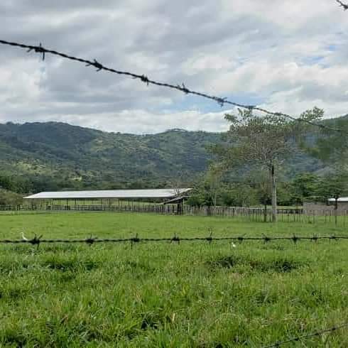 Finca en Venta Cotuí Foto 7277857-4.jpg
