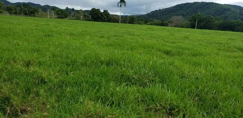 Finca en Venta Monte Plata101 Foto 7277861-2.jpg