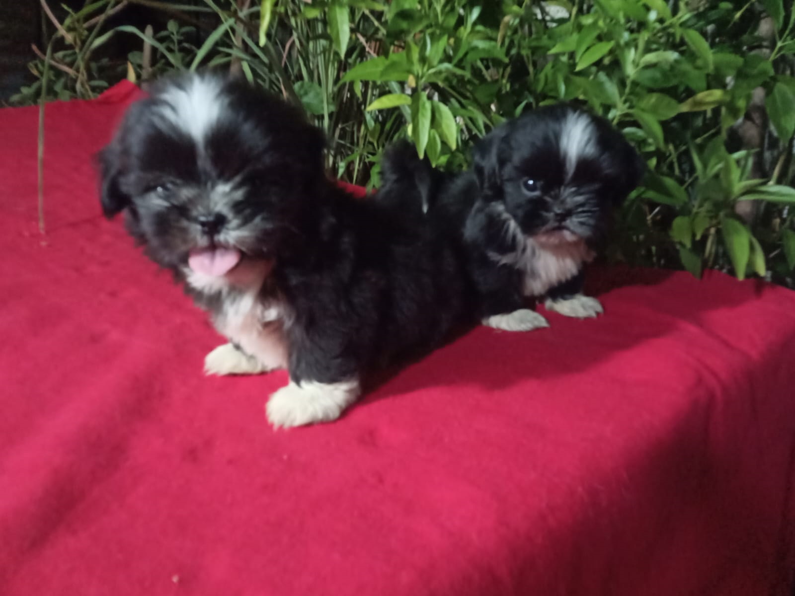 OFERTA CACHORRO SHIH TZU AMBOS SEXO EN SANTO DOMINGO Y SE ENTREGA CON  Foto 7278338-2.jpg